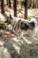 /album/fotogalerie-vikendy-ocima-fotografa-jana-zahradnika/jesenice-vycvik-psu-2-34-jpg/
